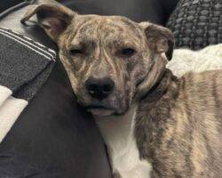 Pepe plott hound mix dog adoption philadelphia pa 2