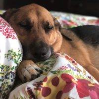 Brinkley German Shepherd Beagle Mix Dog Adoption Newport Beach CA