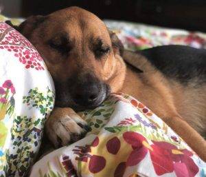 Brinkley german shepherd beagle mix dog adoption newport beach ca