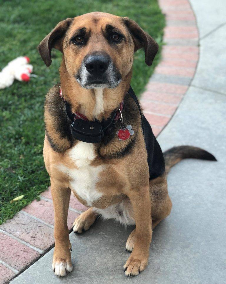 German Shepherd Beagle Mix Dog For Adoption Newport Beach CA Adopt Brinkley