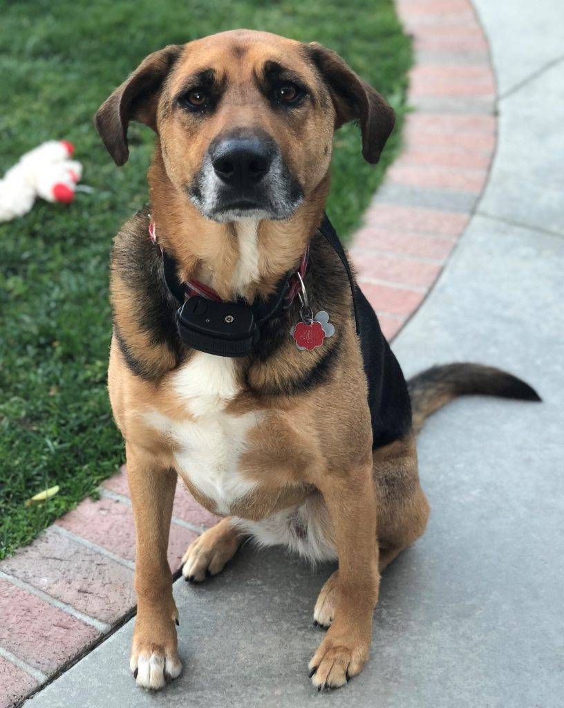 Brinkley - german shepherd beagle mix dog for adoption newport beach ca 2