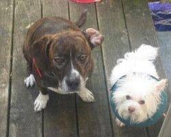 Broux - beagle boxer mix for adoption in nashville tn