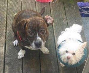 Broux - beagle boxer mix for adoption in nashville tn