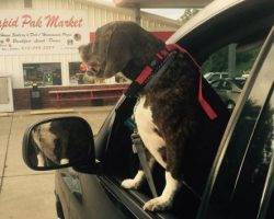 Broux - beagle boxer mix for adoption in nashville tn