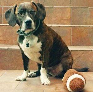 Broux -brindle boxer beagle mix dog adopted nashville tennessee