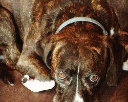 Broux - beagle boxer mix for adoption in nashville tn
