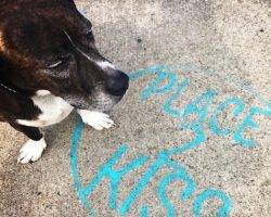 Broux - beagle boxer mix for adoption in nashville tn