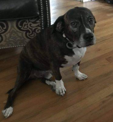 Broux - boxer beagle mix for adoption in nashville tn