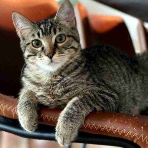 Brown tabby cat adoption conroe tx (3)
