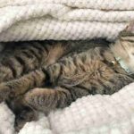 Brown Tabby Cat Adoption Conroe TX (3)