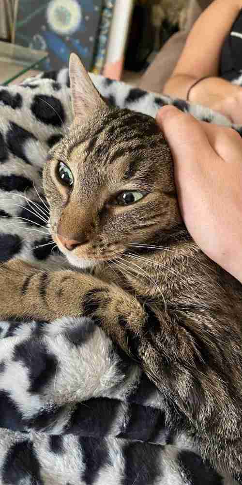 Brown tabby cat adoption randolph newark nj (1)