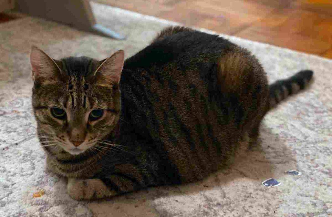 Torbie Tabby Cats For Private Adoption in New York City NY Adopt Harlem and York