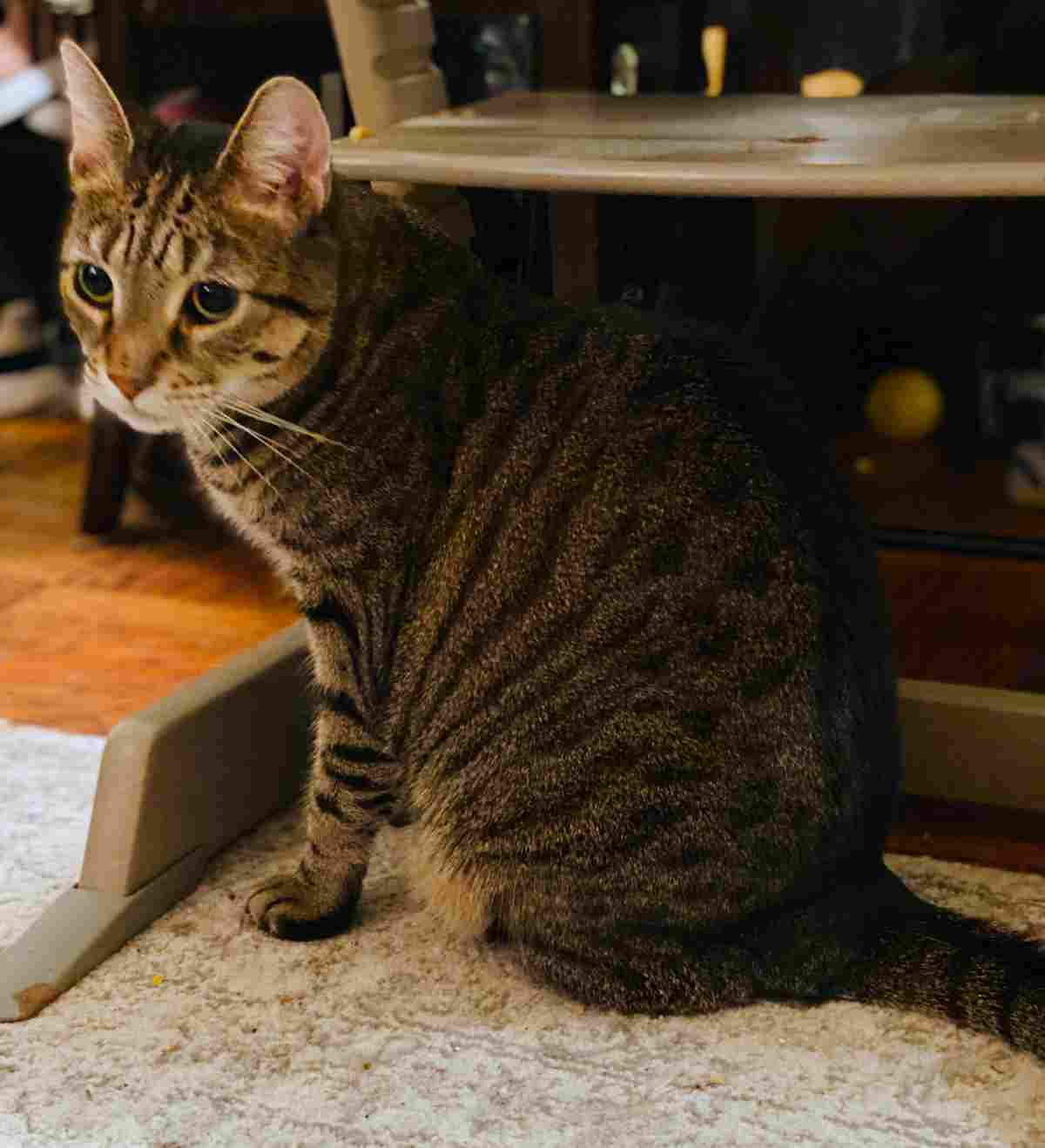 Brown Tabby Cat For Adoption in New York City 2