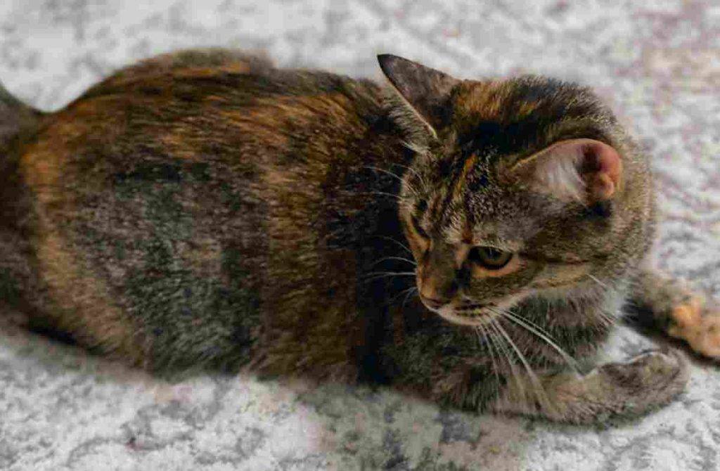 Torbie Tabby Cats For Private Adoption in New York City NY Adopt Harlem and York