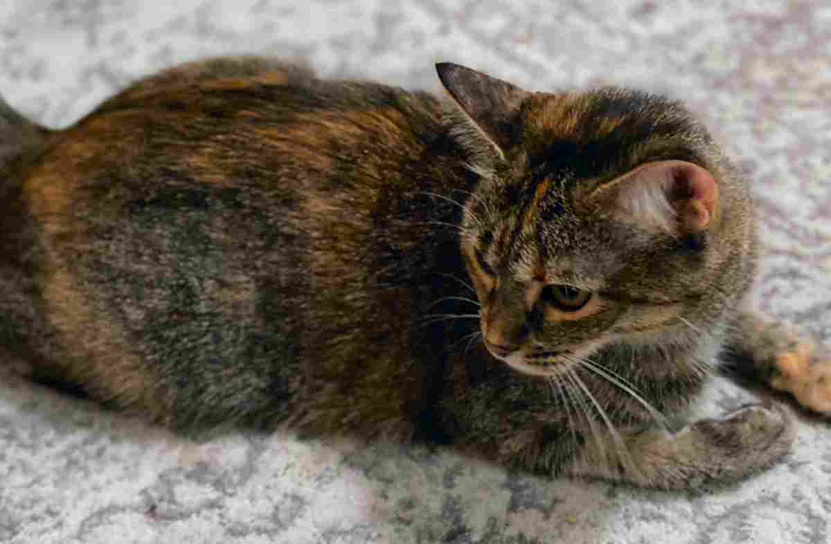 Brown tabby cat for adoption in new york city 3