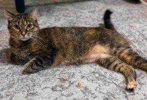 Brown tabby cat for adoption in new york city 3