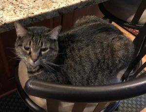 Brown tabby cats for adoption in chesterfield va 2