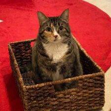 Brown Tabby Tuxedo Cat For Adoption In Plano Texas - Katie 1