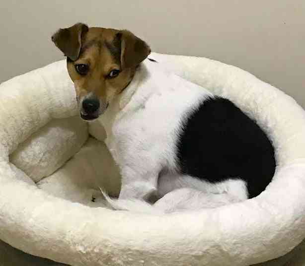 Brownie jack russell terrier for adoption silver spring md 1
