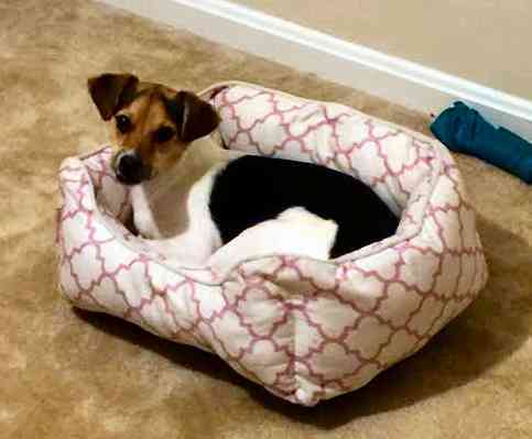 Brownie jack russell terrier for adopt