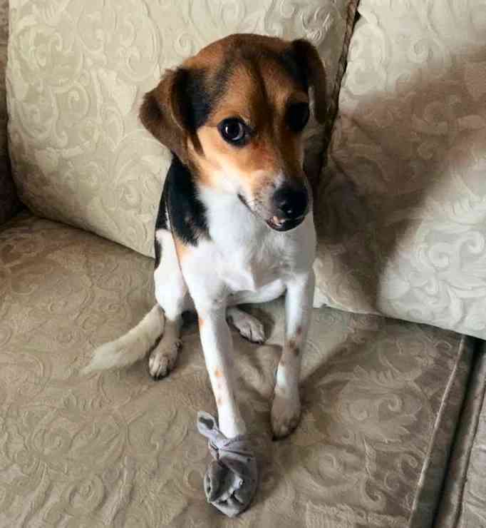 Brownie jack russell terrier for adoption silver spring md 1