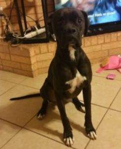 Boxer mix dog for adoption in el paso texas – adopt bruce today!