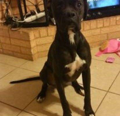 Bruce - Boxer Mix For Adoption in El Paso Texas