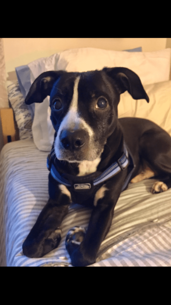 Available to adopt  - labrador retriever pitbull mix dog - bruno in lincoln, ri