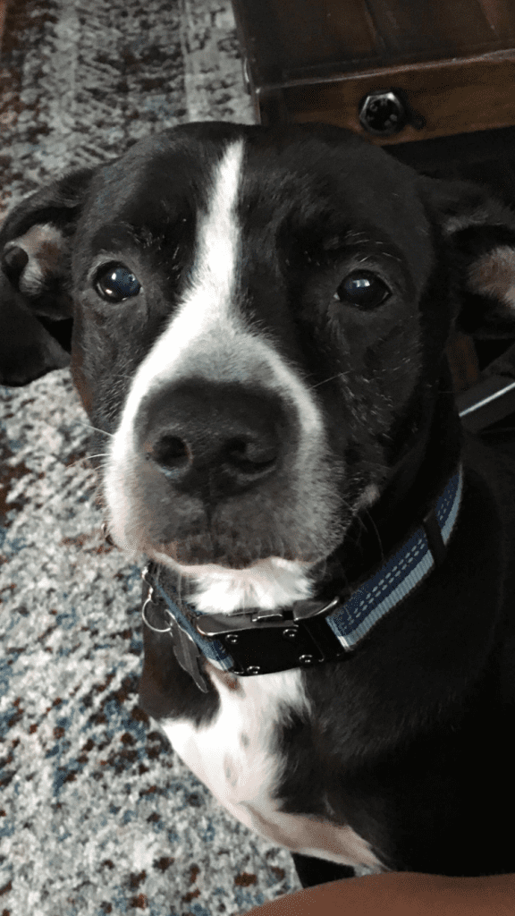 Available to adopt  - labrador retriever pitbull mix dog - bruno in lincoln, ri