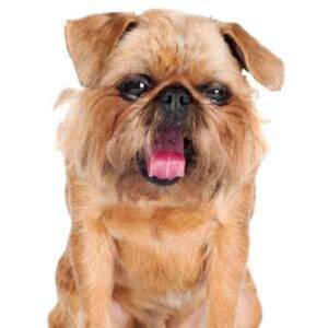 Brussels griffon dogs for adoption