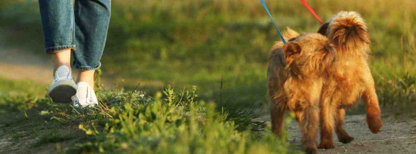 Header Image for Brussels Griffon Dogs For Adoption Section, showing an owner out walking two adorable tawny colored Brussels Griffon dogs.
