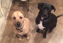 Brutus Louis Lab Mix Dogs For Adoption San Antonio TX 1