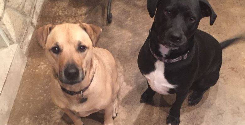 Brutus Louis Lab Mix Dogs For Adoption San Antonio TX 1