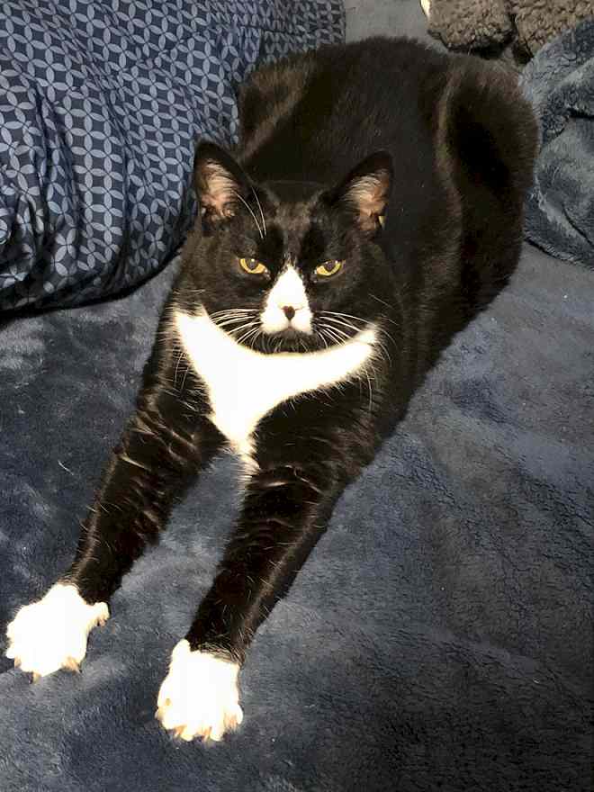 Bubba black and white tuxedo cat to adopt in seattle wa