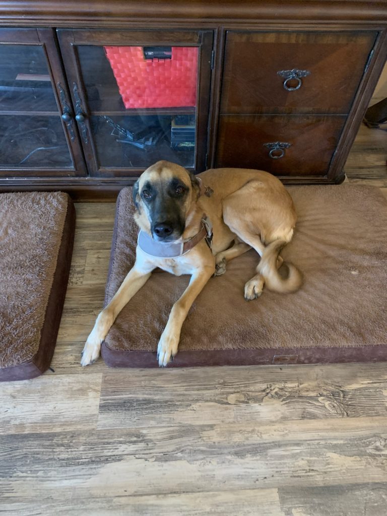 Buddy, a german shepherd mix dog for adoption in phoenix (san tan valley) arizona.
