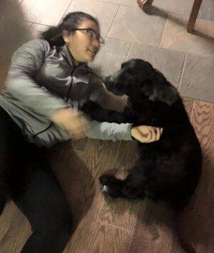 Buddy - Cocker Spaniel For Adoption San Antonio