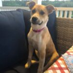 Pets For Adoption In Savannah Georgia - Rehome Adopt A Pet In Savannah GA