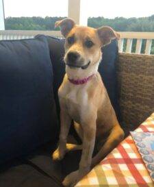 Buddy Labrador Retriever Mix Dog Adoption Savannah Augusta GA