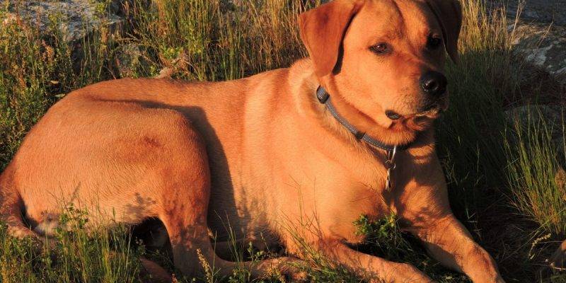 Rhodesian Ridgeback Labrador Retriever Mix Dog For Adoption Austin Texas