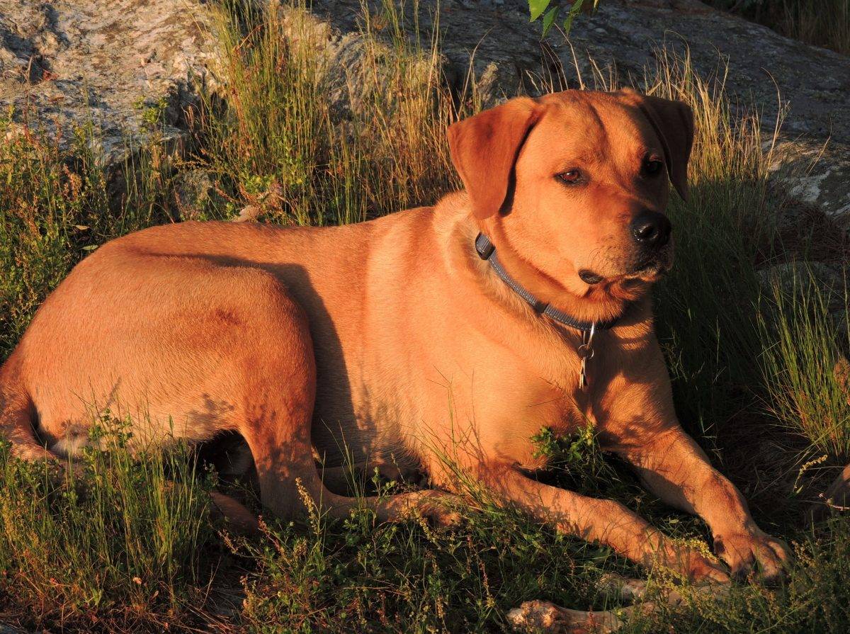 Meet Buddy, a very handsome and healthy male Labrador Retriever Rhodesian Ridgeback mix dog looking for a loving new home in Austin, Texas. Buddy is 5 years old. He is neutered, up to date on shots, micro-chipped and house trained. Buddy has undergone obedience training, and walks well on a leash. He is looking for a family with a large, securely fenced yard, and lots of time to give him the love, attention and exercise he needs and deserves. Buddy will be rehomed with vet records and any supplies the owner has on hand for him. Adopt this awesome 90 pound Lab mix dog today. Text BUDDY to (310) 346-6955 or email jstopper@weatherstopper.net. $150 rehoming fee.