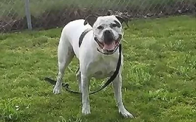Cane corso dogo argentino mix  dog for adoption in vancouver british columbia – meet bodacious buddy
