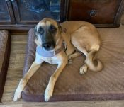 Buddy, A German Shepherd Mix Dog For Adoption In Phoenix (San Tan Valley) Arizona.