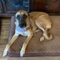 Buddy, A German Shepherd Mix Dog For Adoption In Phoenix (San Tan Valley) Arizona.