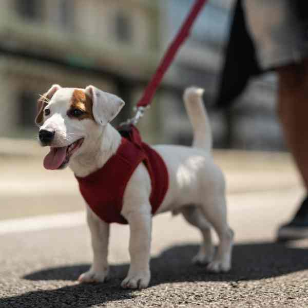 Buffalo Dog Walker Jack Russell Terrier