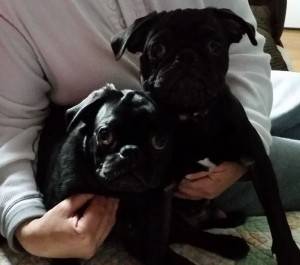 Black Pug Brothers Rehomed in Chicago Illinois