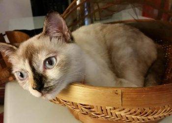 Buko - singapura mix cat for adoption burbank ca 7