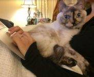 Buko - Singapura Mix Cat For Adoption Burbank CA 7
