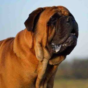 Bullmastiffs for adoption