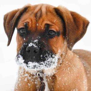 Bullmastiff photo