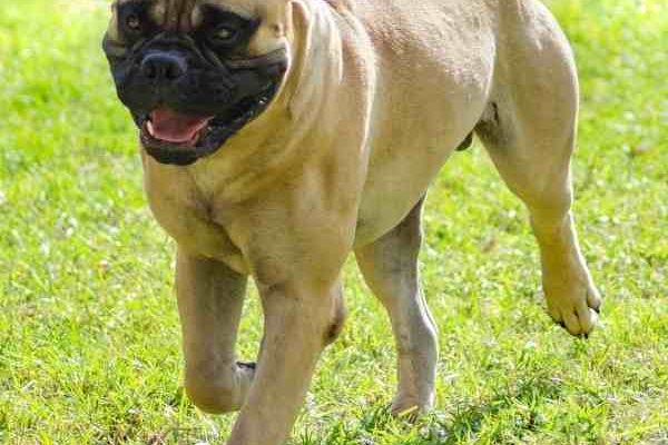 photo of bullmastiff for adoption